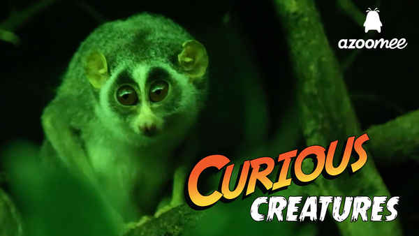 Curious Creatures Poster 7