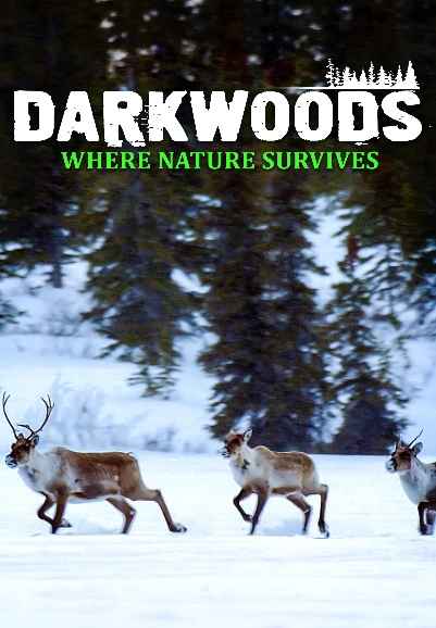 Darkwoods Where Nature Survives