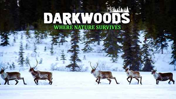 Darkwoods Where Nature Survives Poster 2