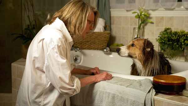 Darling Companion Poster 5