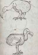 Dead as a Dodo Poster 2