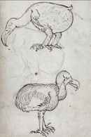 Dead as a Dodo Poster 1