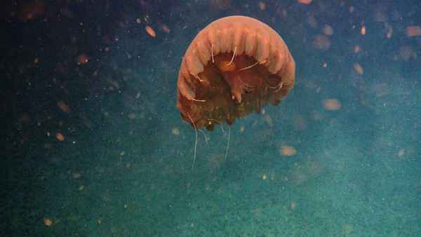 Deep Rising Poster 4