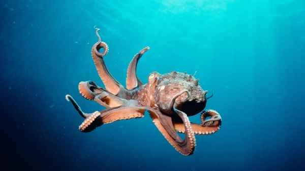 Deep Sea 3D Poster 5