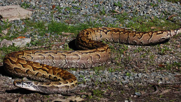 Devoured: Man-Eating Super Snake Returns Poster 1