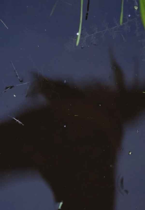 Ditch jumping re-enactment Poster 2