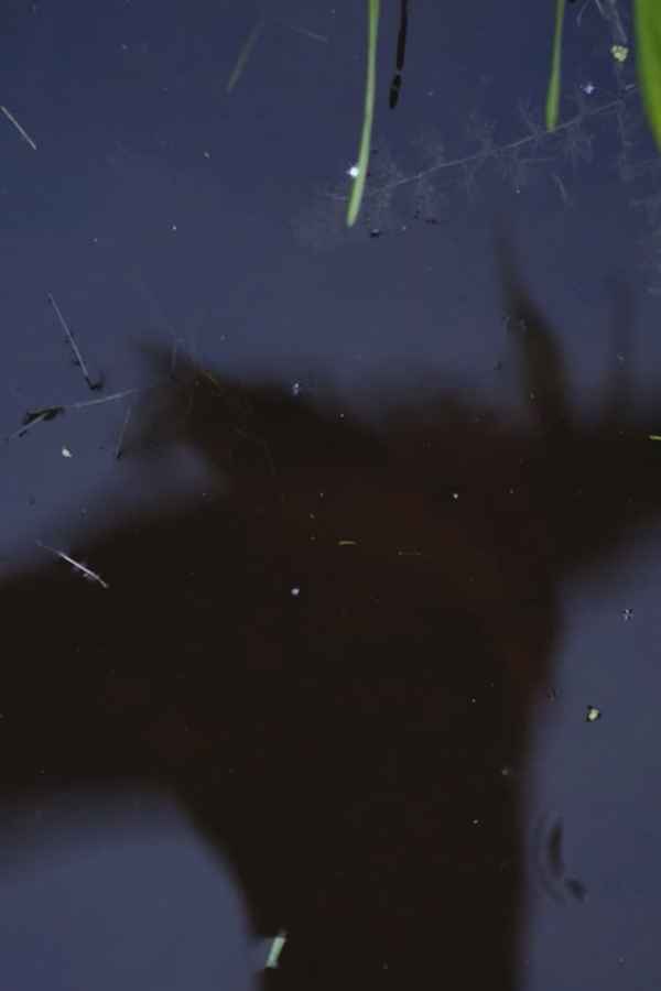 Ditch jumping re-enactment Poster 1