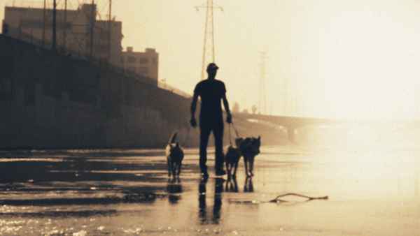 Dog Impossible Poster 2