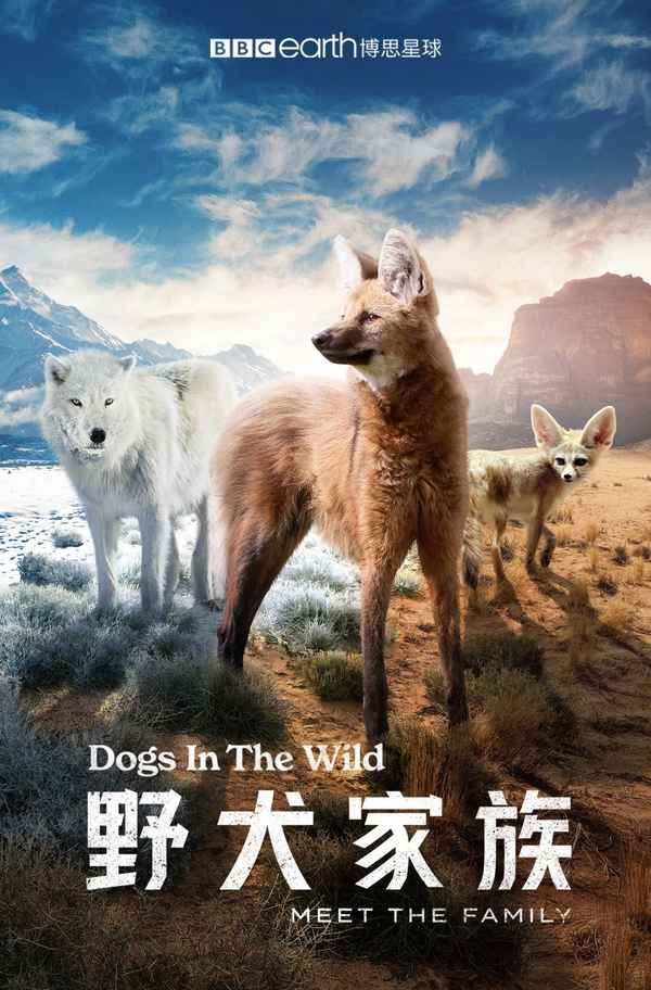 Dogs in the Wild: Meet the Family Poster 5
