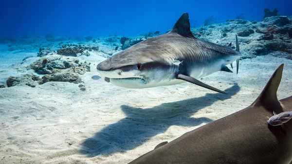 Dolphin Reef Poster 6