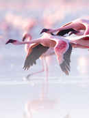 Earthflight Poster 4