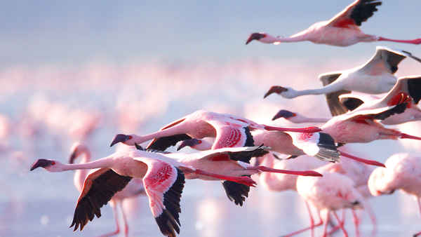 Earthflight Poster 1