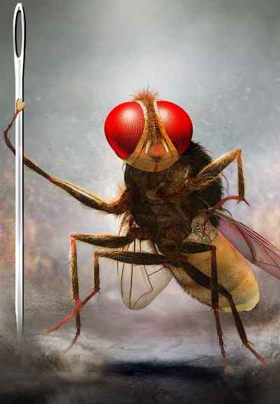 Eega