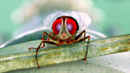 Eega Poster 7