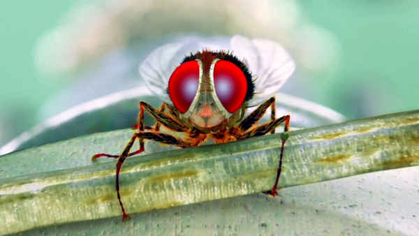 Eega Poster 7