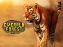 Emerald Forest: Return Of The Tigers Poster 6