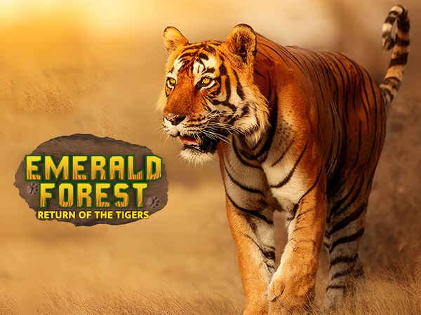Emerald Forest: Return Of The Tigers Poster 6