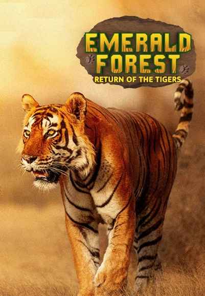 Emerald Forest: Return Of The Tigers