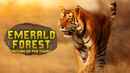 Emerald Forest: Return Of The Tigers Poster 4
