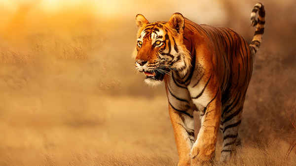 Emerald Forest: Return Of The Tigers Poster 5