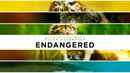 Endangered Poster 4