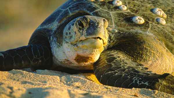 Equator's Wild Secrets Poster 6