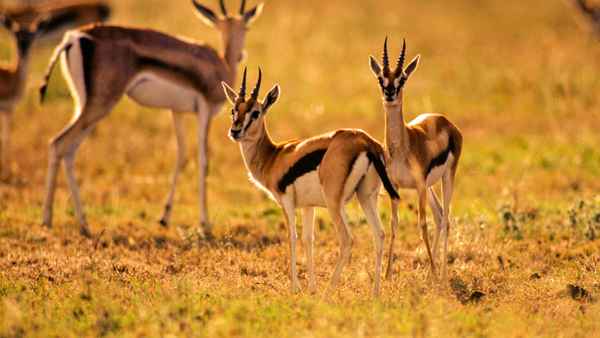 Equator's Wild Secrets Poster 7