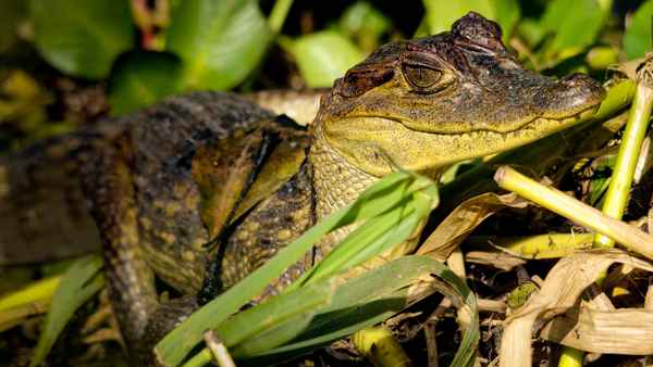 Equator's Wild Secrets Poster 3