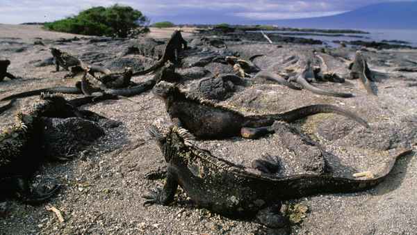 Equator's Wild Secrets Poster 2