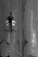 Essential Truths of the Lake Poster 6