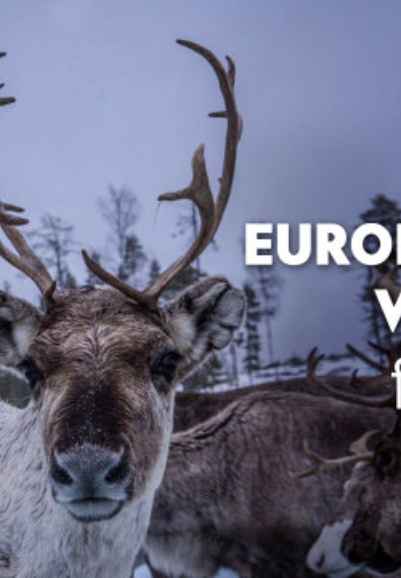 Europe's New Wild