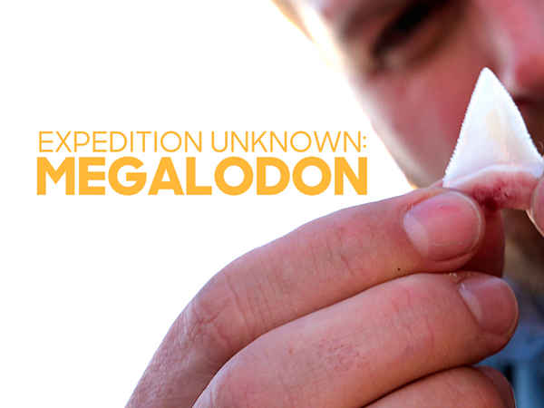 Expedition Unknown: Megalodon Poster 2