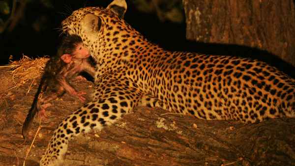 Eye of the Leopard Poster 1