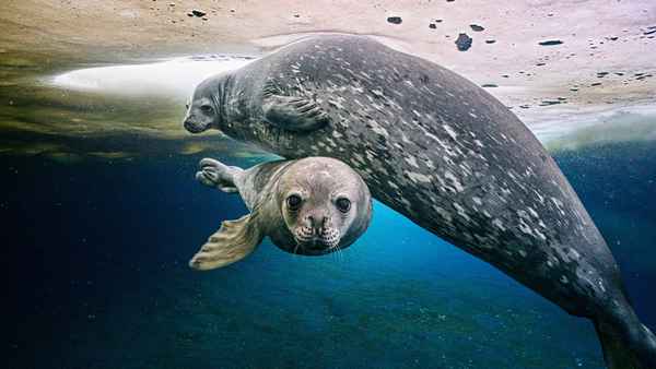 Frozen Planet II Poster 2