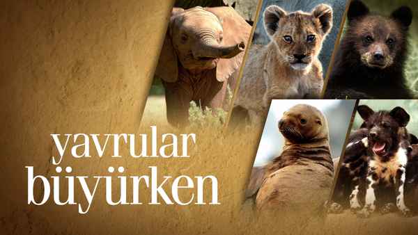 Growing Up Animal Poster 1