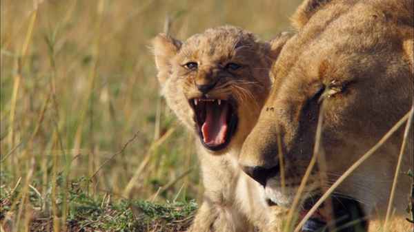 Growing Up Wild Poster 6