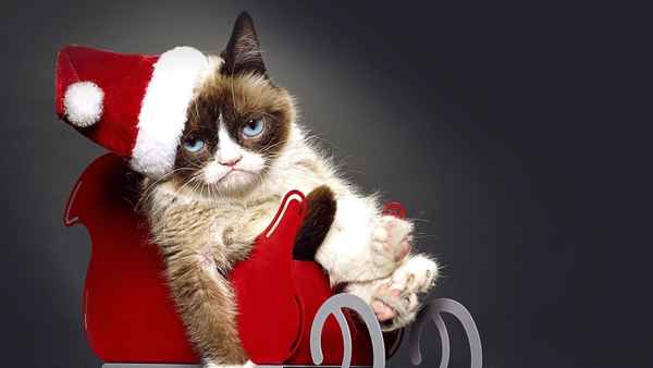Grumpy Cat's Worst Christmas Ever Poster 2