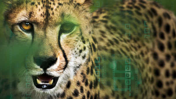 Hacking The Wild Poster 1