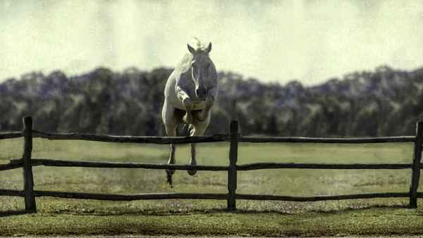 Harry & Snowman Poster 4