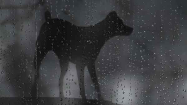 Heart of a Dog Poster 1