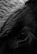 Her Name Was Europa Poster 7