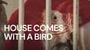 House Comes with a Bird Poster 3