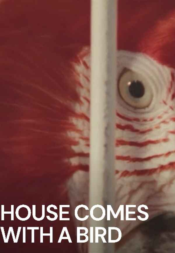 House Comes with a Bird Poster 7