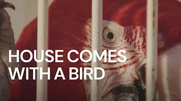 House Comes with a Bird Poster 4