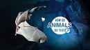How Do Animals Do That Poster 6