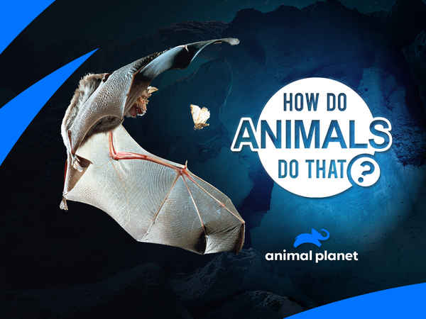 How Do Animals Do That Poster 3