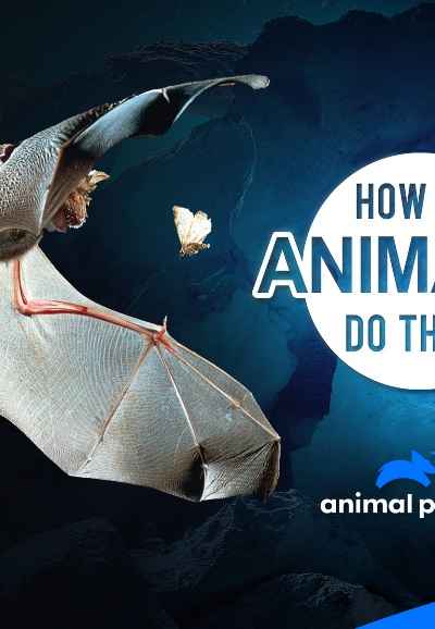 How Do Animals Do That