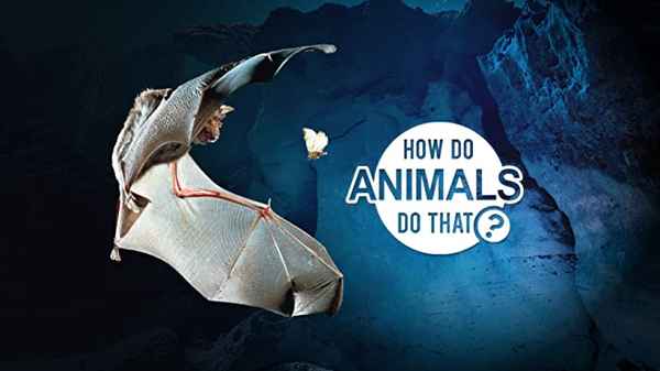 How Do Animals Do That Poster 7