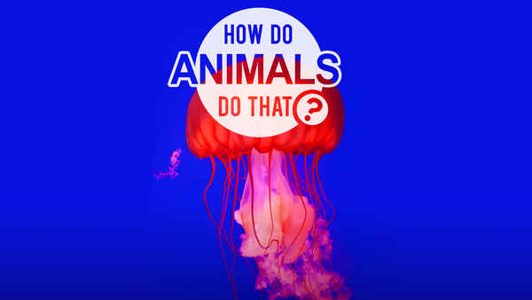 How Do Animals Do That Poster 2
