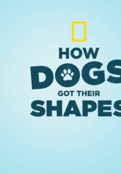 How Dogs Got Their Shapes